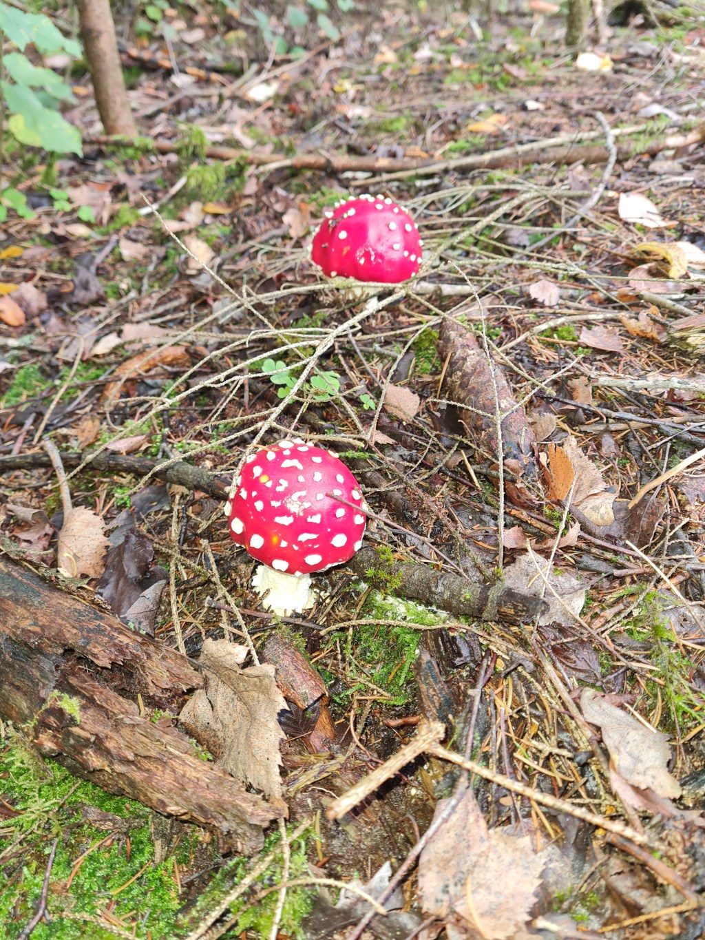 Tagesaufgabe Pilze suchen!